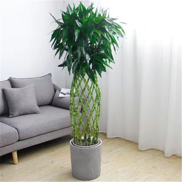 格林生活坊花卉綠植租擺